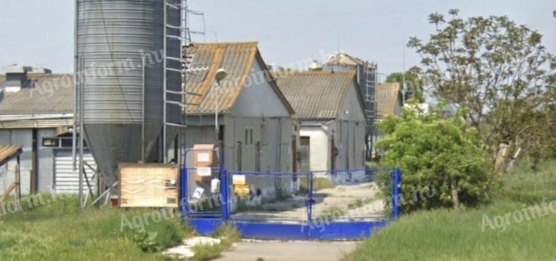 Szomszédos baromfitelepek