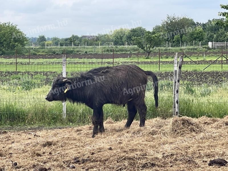 Bivaly borjúk eladó (3 bika/2 üsző)