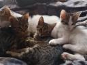 Maine Coon jellegű kiscicák