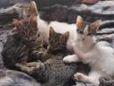 Maine Coon jellegű kiscicák