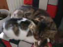 Maine Coon jellegű kiscicák