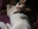 Maine Coon jellegű kiscicák