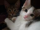 Maine Coon jellegű kiscicák
