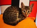 Maine Coon jellegű kiscicák