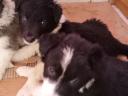Border collie fajtatiszta jellegű kiskutyák örökbefogadhatók