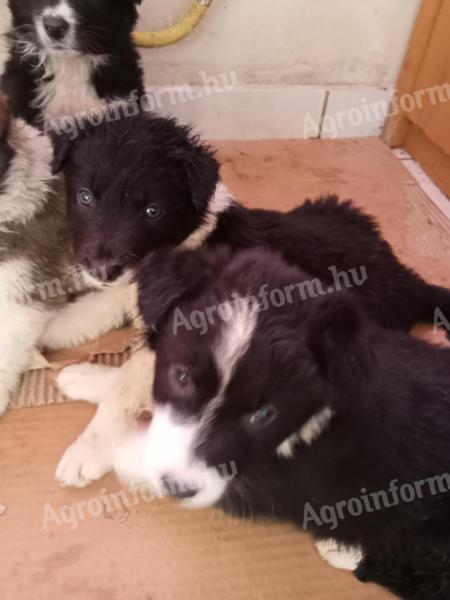 Border collie fajtatiszta jellegű kiskutyák örökbefogadhatók