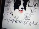 Border collie fajtatiszta jellegű kiskutyák örökbefogadhatók
