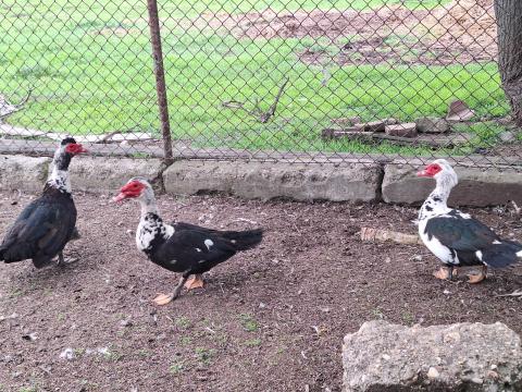 Némakacsa gácsérak eladók Némakacsa gácsérak eladók