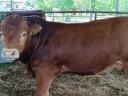 Limousin tenyészbika