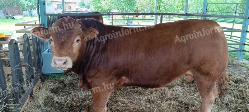 Limousin tenyészbika