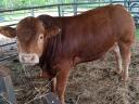Limousin tenyészbika