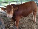 Limousin tenyészbika