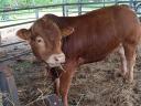 Limousin tenyészbika
