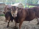 Limousin tenyészbika