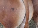 Limousin tenyészbika