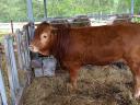 Limousin tenyészbika
