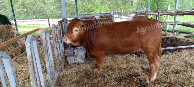 Limousin tenyészbika