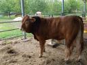 Limousin tenyészbika