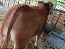 Limousin tenyészbika