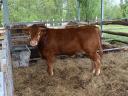 Limousin tenyészbika