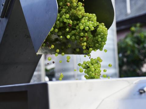 Eladó Irsai Olivér szőlő Eladó Irsai Olivér szőlő