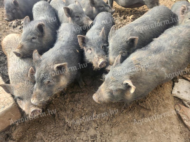 Csüngőhasú süldők