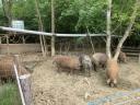 Rideg tartású mangalica,  mangalica-duroc hízók eladók