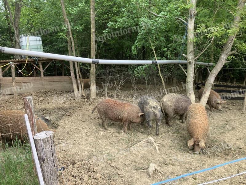 Rideg tartású mangalica,  mangalica-duroc hízók eladók