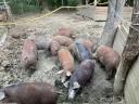 Rideg tartású mangalica,  mangalica-duroc hízók eladók