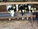 Eladó 5 db Holstein-fríz bikaborjú