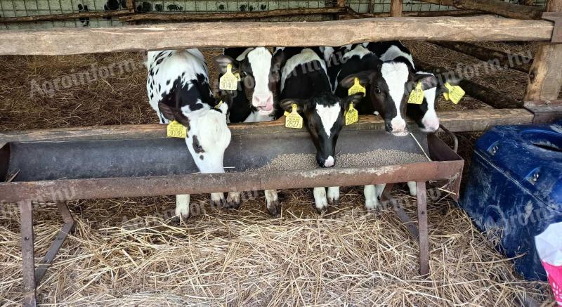 Eladó 5 db Holstein-fríz bikaborjú