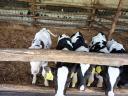 Eladó 5 db Holstein-fríz bikaborjú