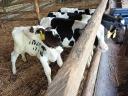 Eladó 5 db Holstein-fríz bikaborjú