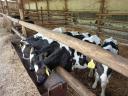 Eladó 5 db Holstein-fríz bikaborjú