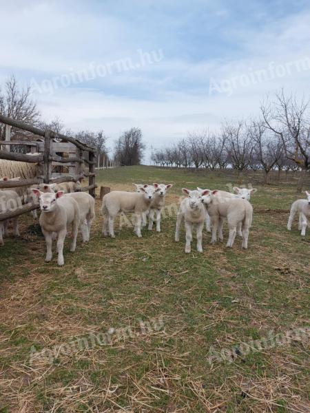 Texel-jellegű bárányok eladók