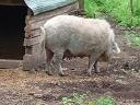 Mangalica kocák eladók.