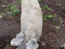 Mangalica kocák eladók.