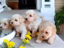 Maltipoo kiskutyák Örökbefogadhatok