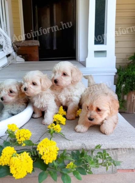 Maltipoo kiskutyák Örökbefogadhatok