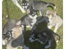 Hasky kiskutya