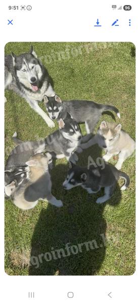 Hasky kiskutya
