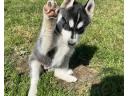 Hasky kiskutya