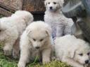 Kuvasz kölykök