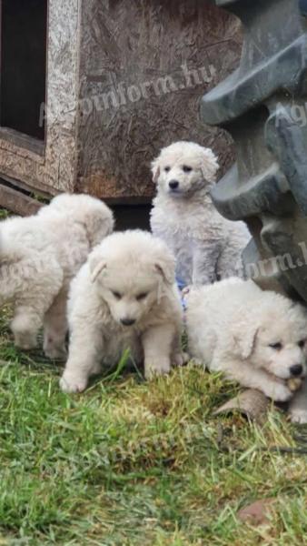 Kuvasz kölykök