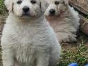 Kuvasz kölykök