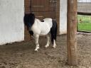 Mini Shetland póni