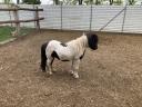 Mini Shetland póni