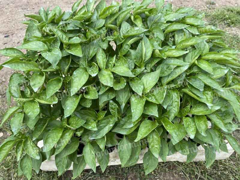 Paprika palánta