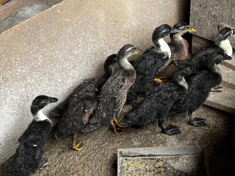 5 hetes indiai futókacsa eladó 5 hetes indiai futókacsa eladó