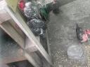 Eladó Erdélyi kendermagos kopasznyakú tyúkok